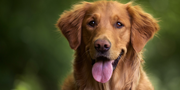 Natural Dog Kidney Supplements: A Complete Guide for Pet Parents Choosing Ayurvedic Care